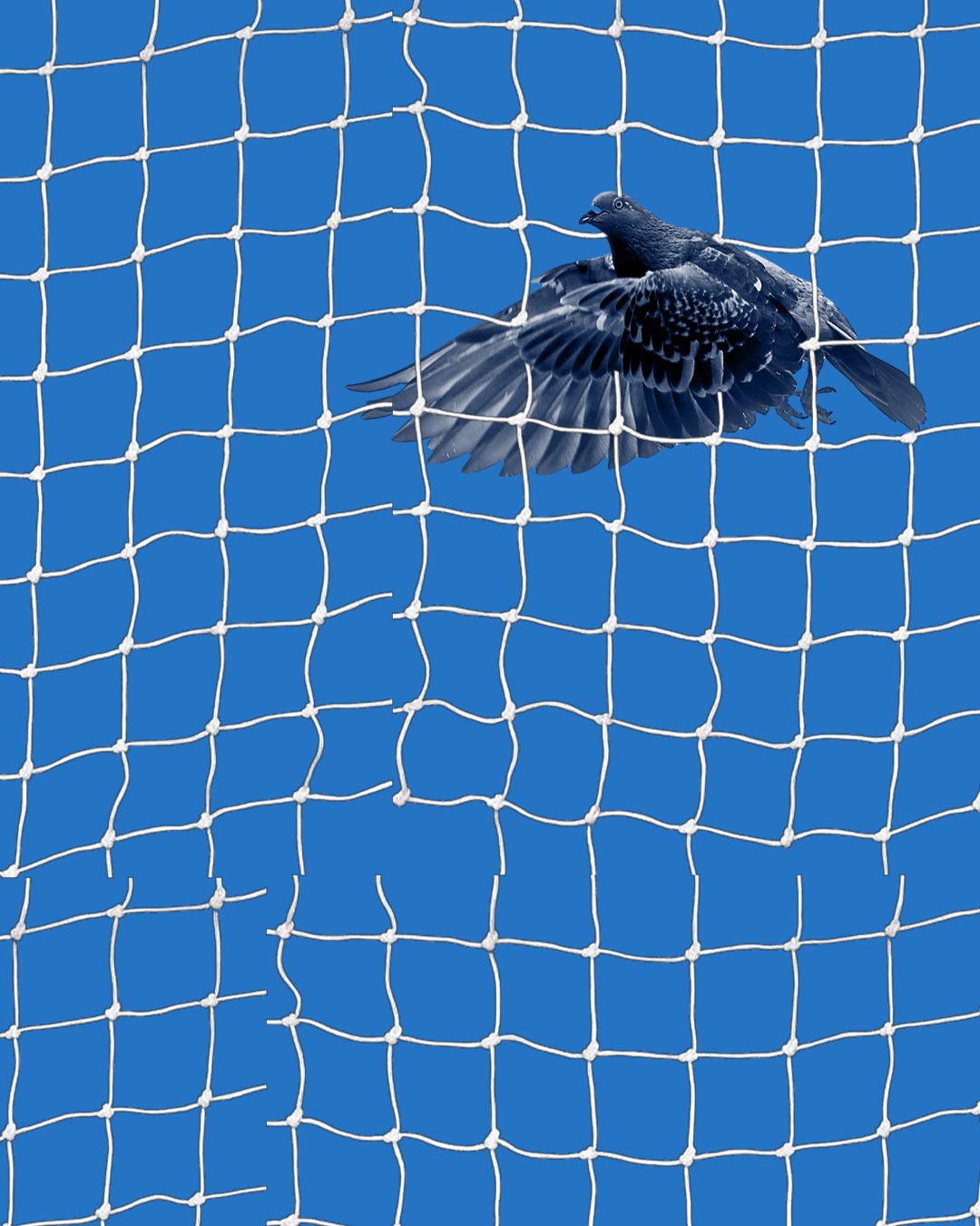 Pigeon Nets and Caste Based Practices of Environmental Purification
